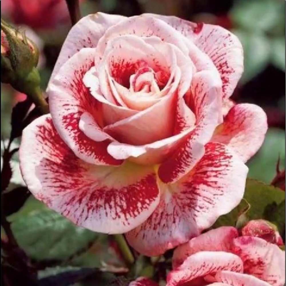 Thank you for visiting my closet